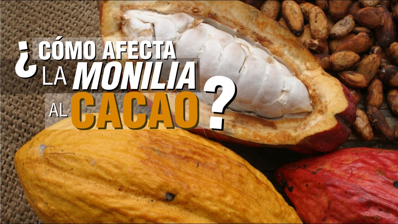 ¿Cómo controlar la MONILIA en el cultivo de CACAO?