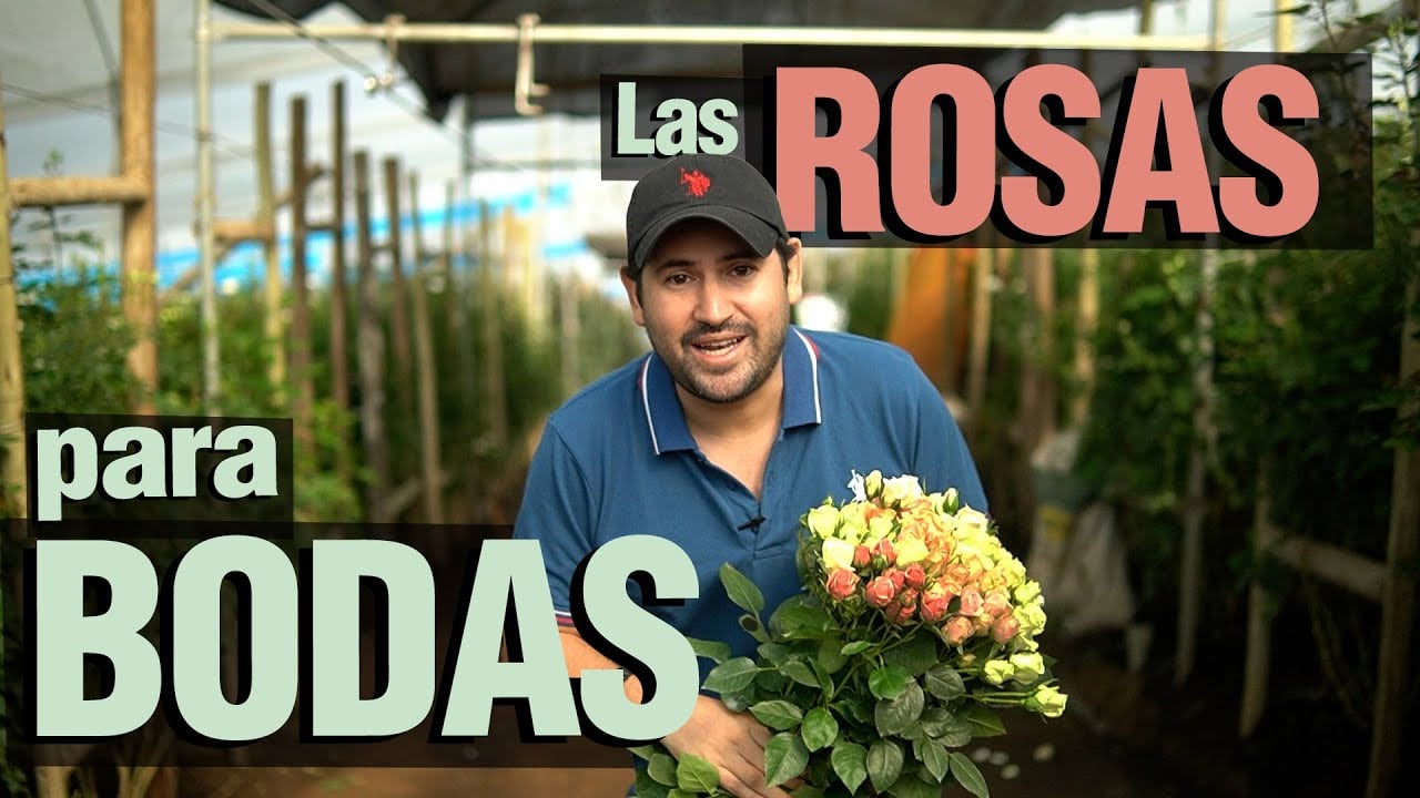 ¿Cómo producir Flores y Rosas? Paso a Paso