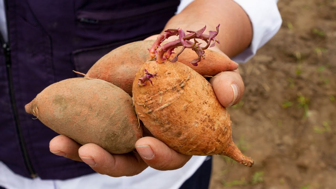 El Cultivo de CAMOTE previene el CÁNCER
