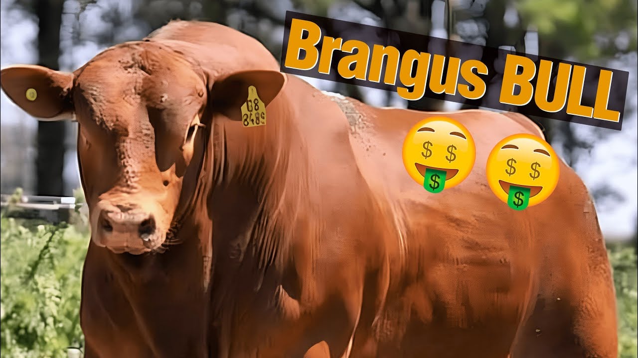 Brangus Bulls - TODO sobre esta raza de ganado!!