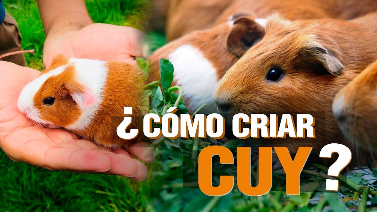 ¿Cómo criar CUYES con bajo presupuesto? Paso a Paso