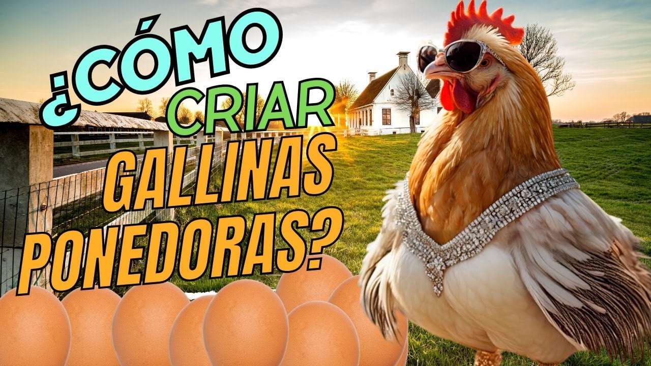 ¿Cómo empezar tu NEGOCIO de HUEVOS? Aprende todo sobre GALLINAS…