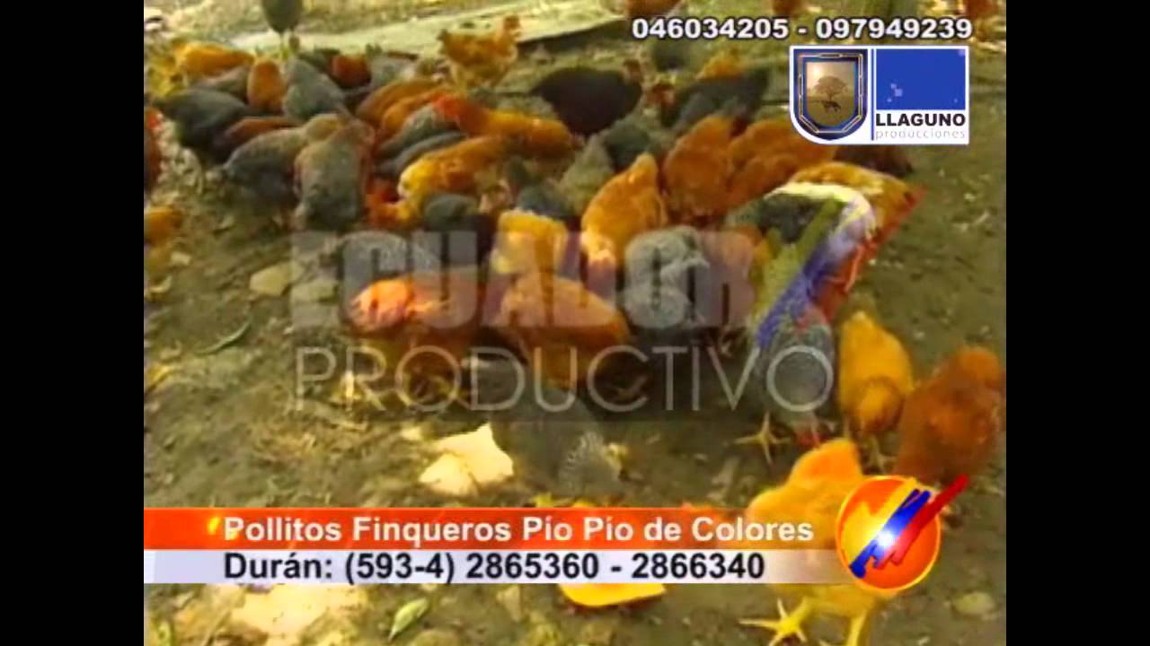 Negocios Avícolas en Ecuador | El Productor
