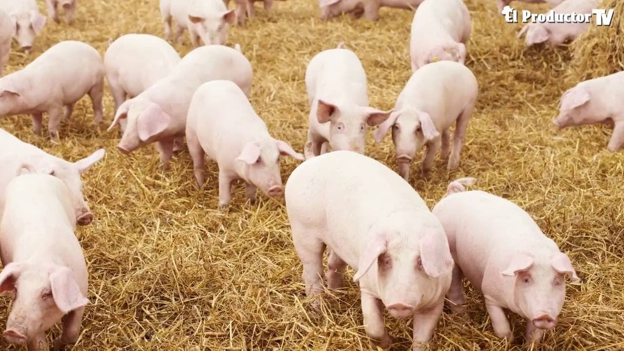 Ecuador: Contrabando afecta sector Porcícola