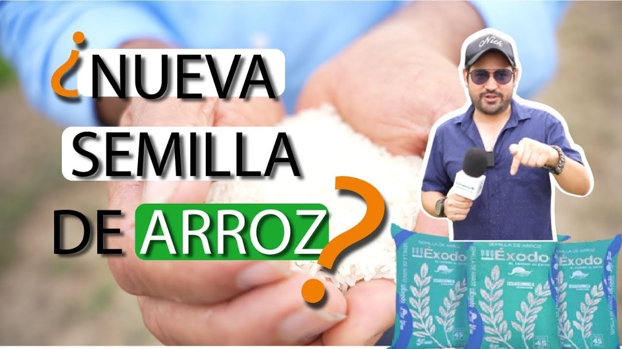 Crean NUEVA SEMILLA de arroz llamada ÉXODO??