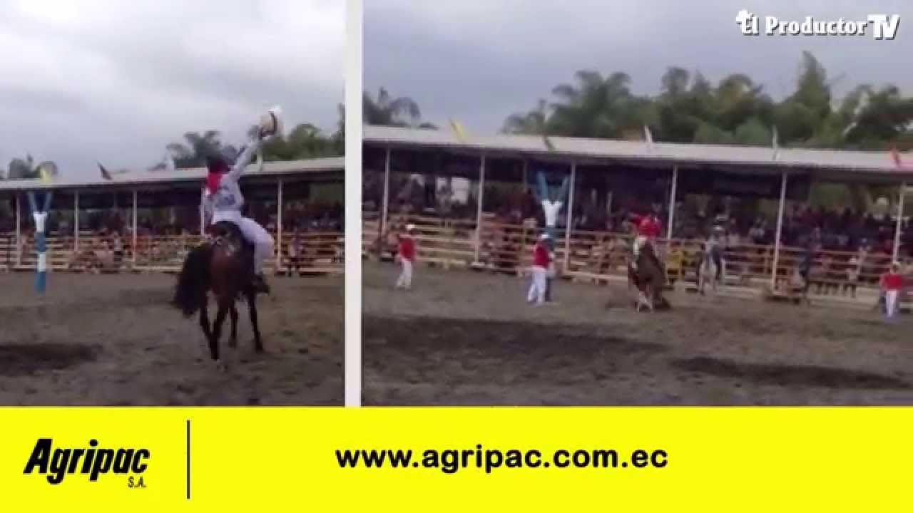 EL CABALLO DE PASO CRIOLLO ECUATORIANO