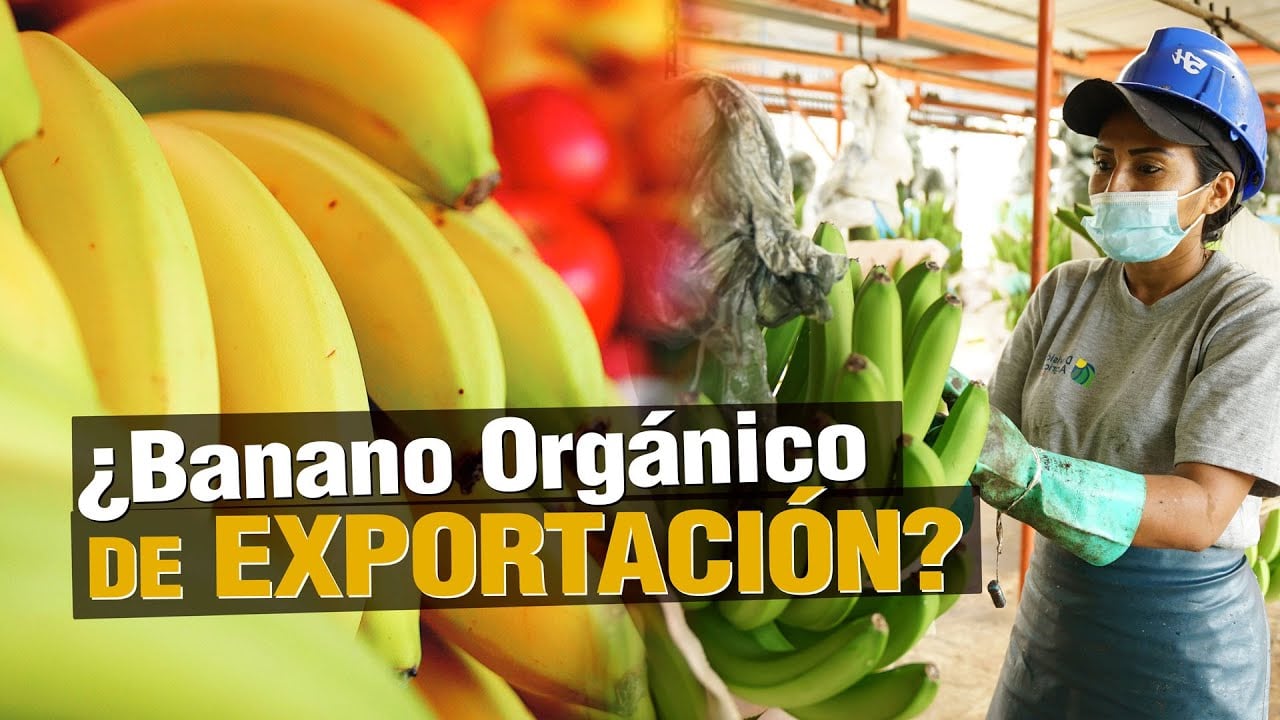 ¿Cómo producir BANANO ORGÁNICO de Exportación?