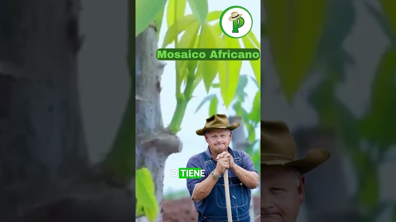 ¡Siembras Yuca y Ganas Miles! Descubre Cómo…