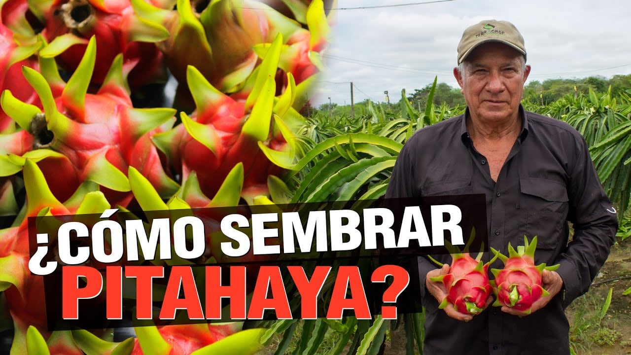 ¿Cómo Sembrar Pitahaya? - La Famosa Dragon Fruit