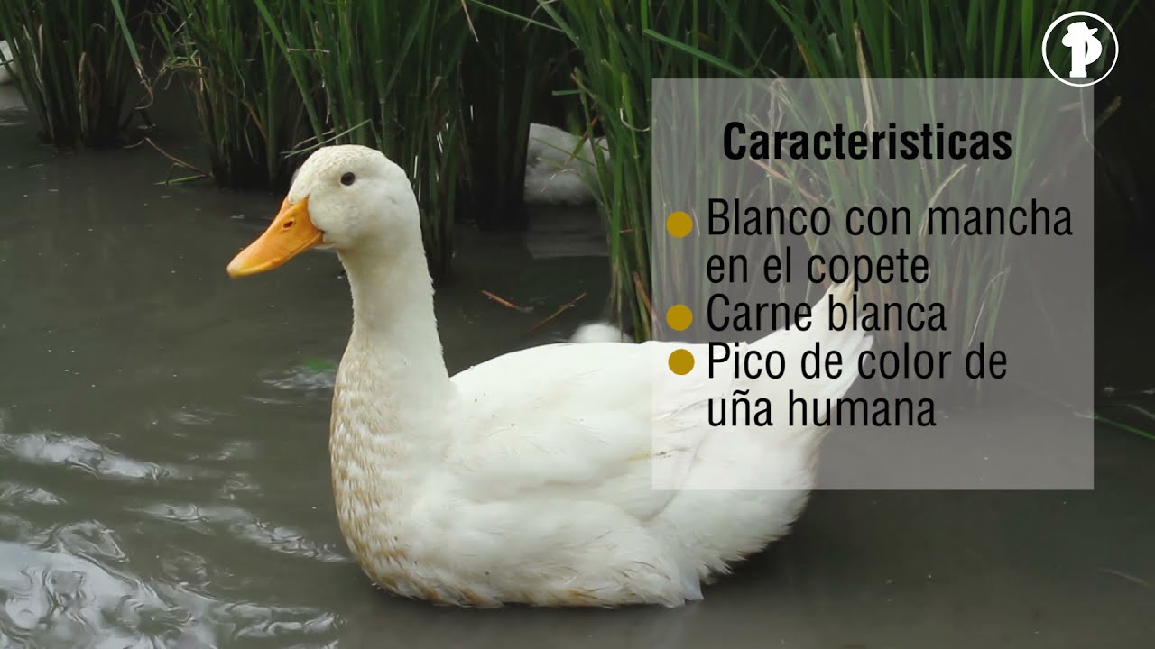 ¿Cómo criar PATOS y cultivar ARROZ al mismo tiempo?