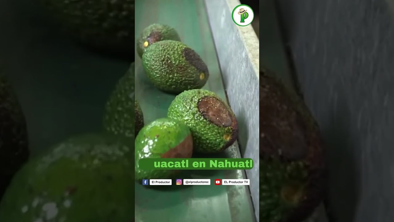 Gana $9000 sembrando aguacate Mira el video completo en nuestro canal…