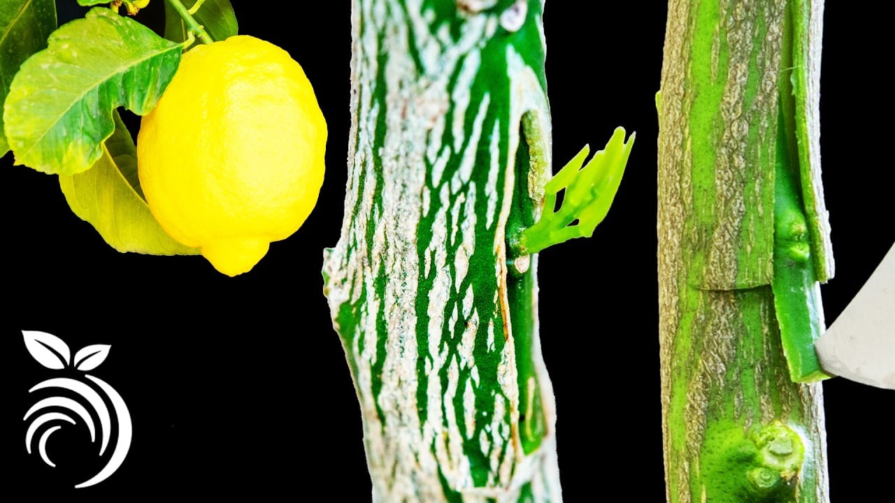 Cómo injertar un limonero con éxito: Técnicas y fechas