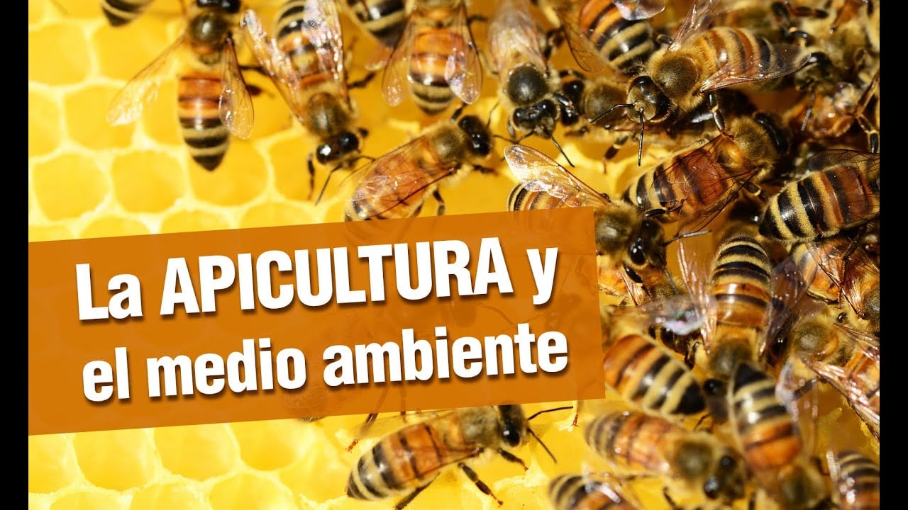 La APICULTURA y el medio ambiente