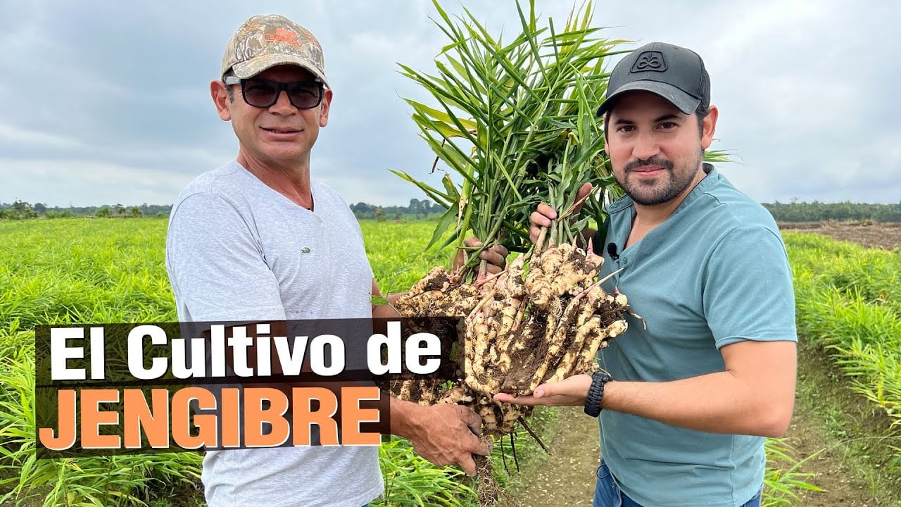 El Jengibre - ¿Cómo ganar $1000 USD mensuales con 1 hectárea?