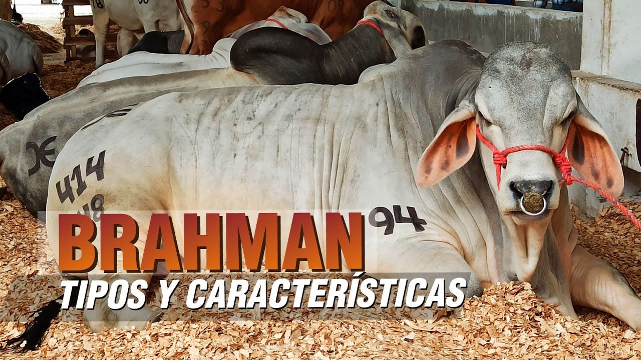 Ganado BRAHMAN ROJO Y BLANCO Características