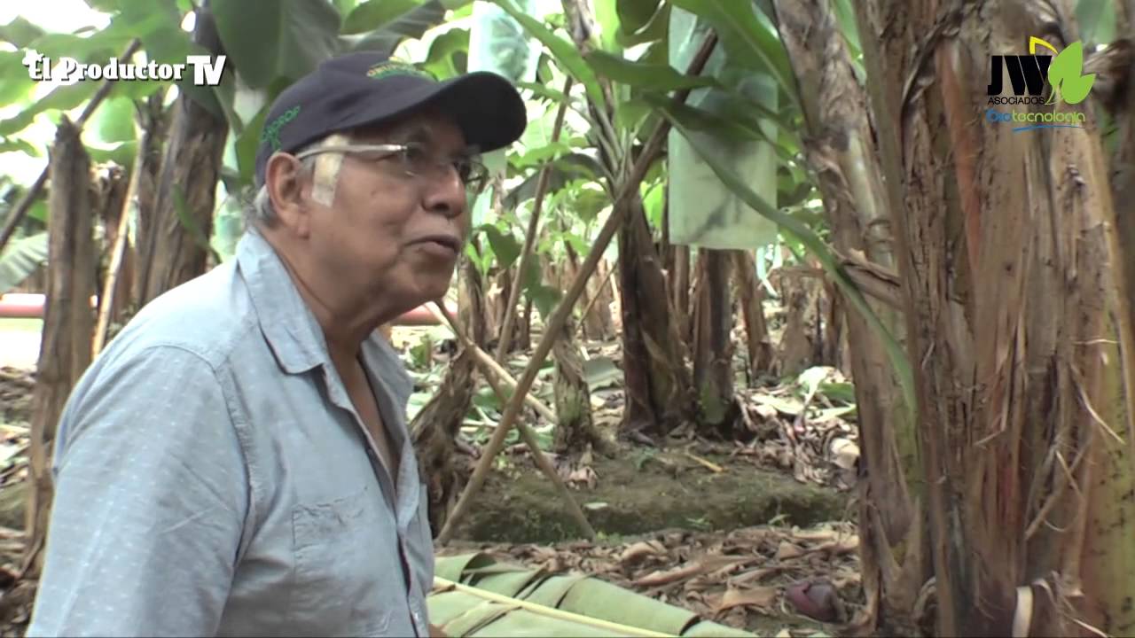 BIOTECNOLOGÍA EN BANANO