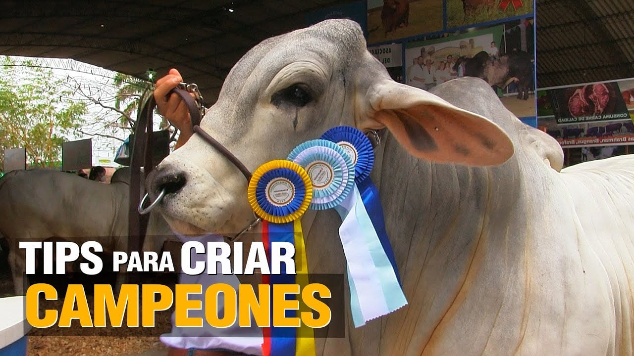 TIPS para Criar Vacas y TOROS CAMPEONES