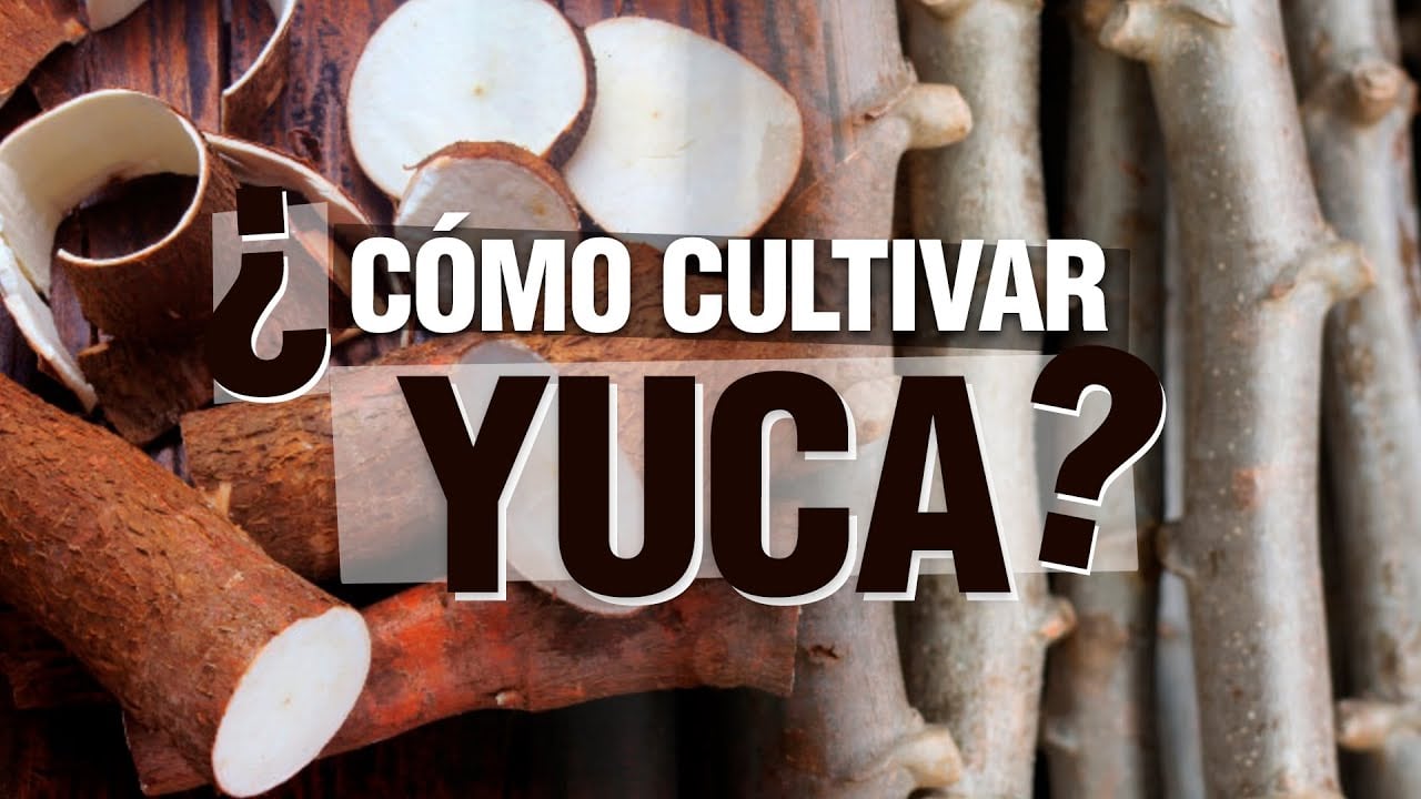 El Cultivo de YUCA - Paso a Paso