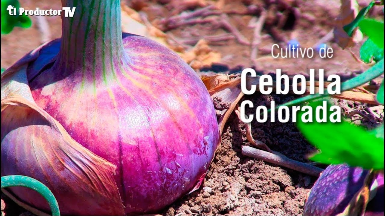 ¿Cómo producir Cebolla?