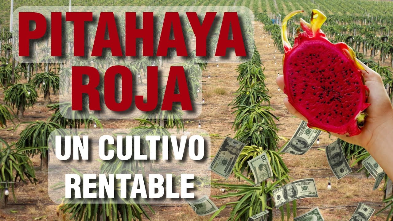 Pitahaya Roja: La Fruta Preferida en CHINA!