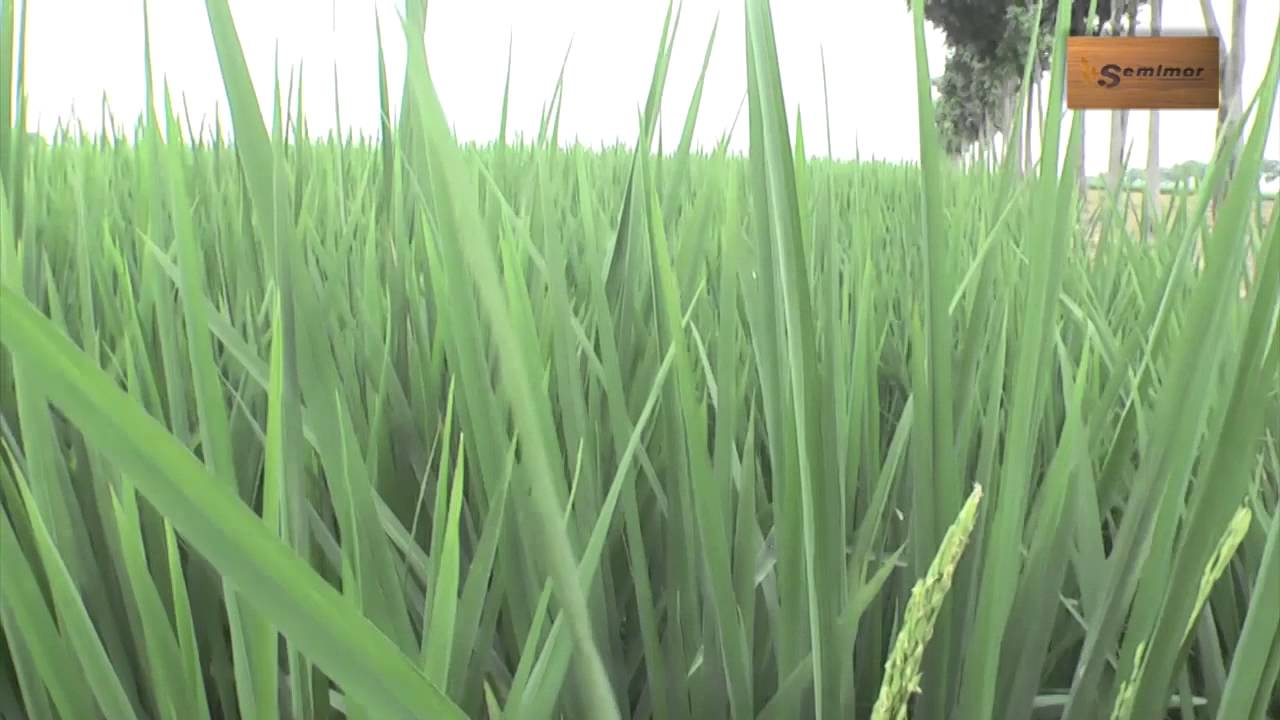 EVALUACION DE LA NUEVA VARIEDAD DE ARROZ INIAP-FL-01