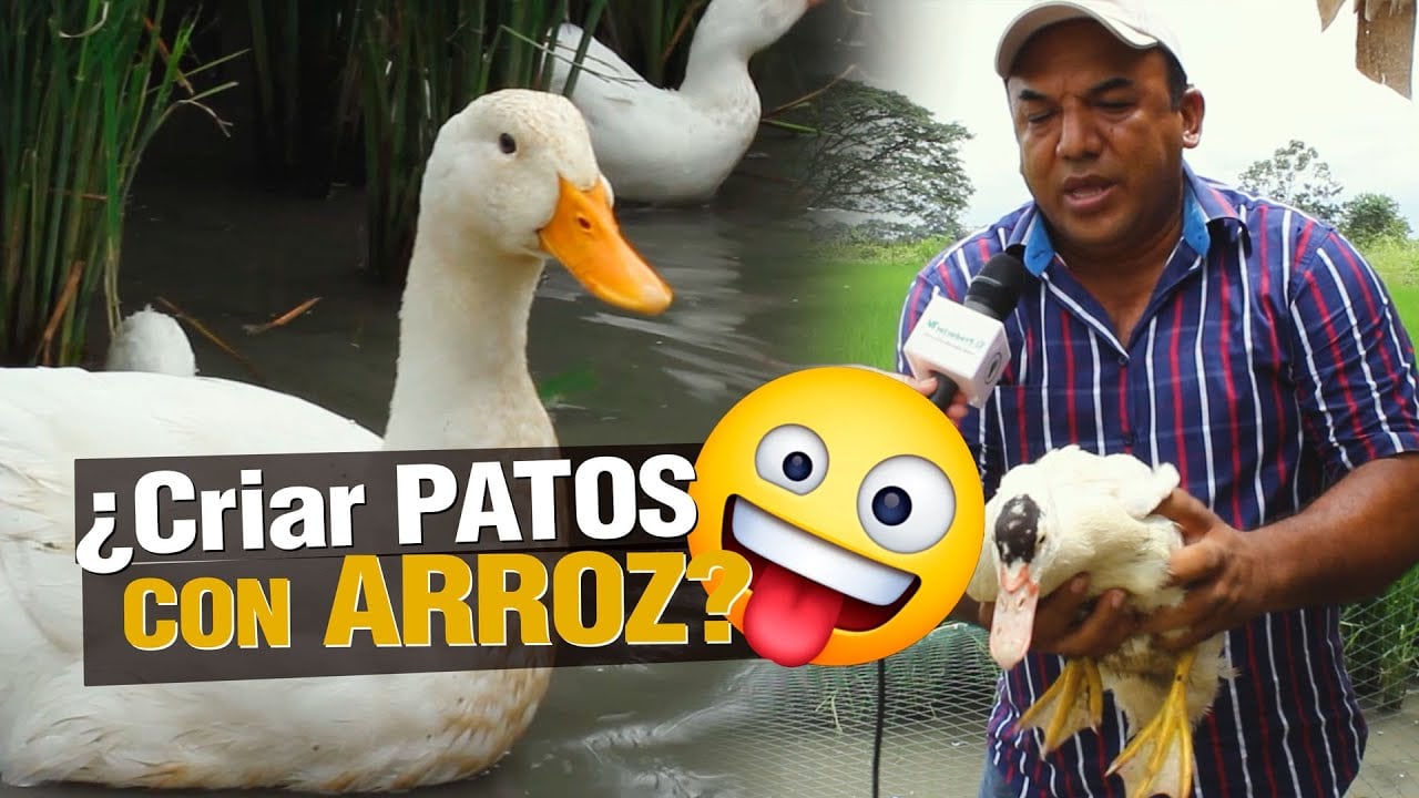 PRODUCIR ARROZ Y PATOS AL TIEMPO!! ES POSIBLE?