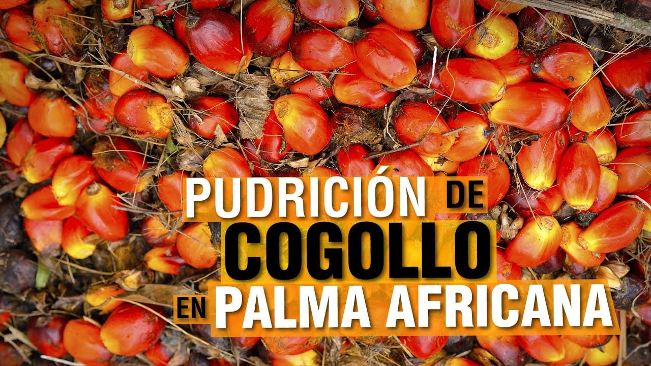 Pudrición de COGOLLO en PALMA AFRICANA