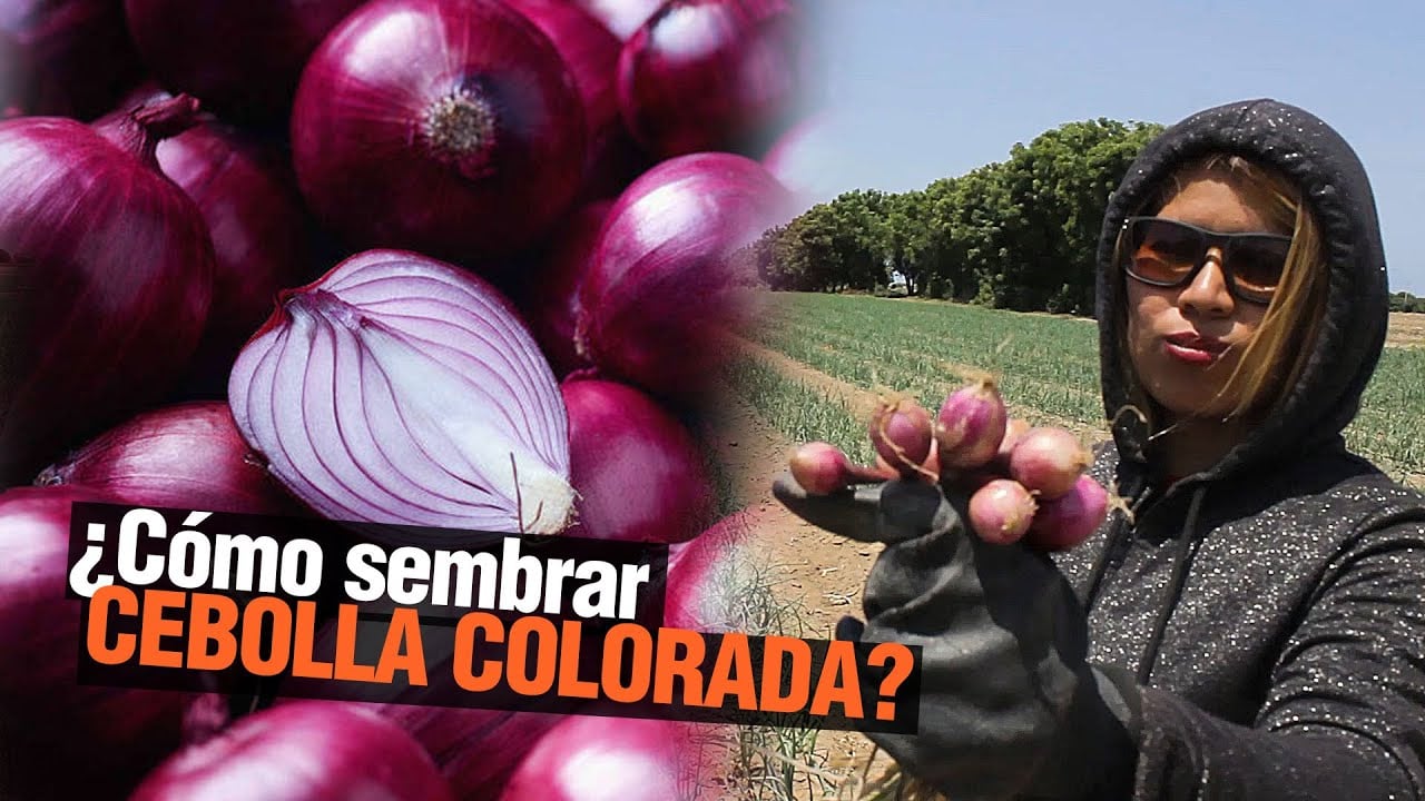 El Cultivo de Cebolla - Paso a Paso