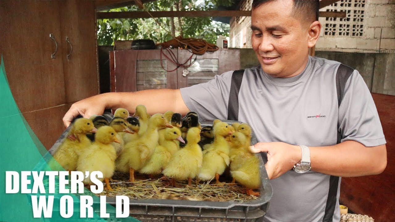 Entonces, ¿está pensando en iniciar un negocio de granja de patos?