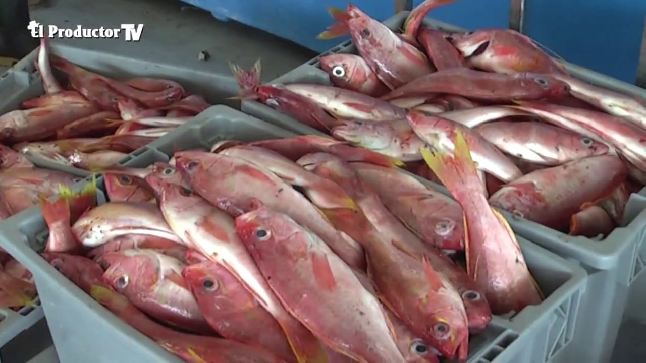 ¿Cómo producir TILAPIA?