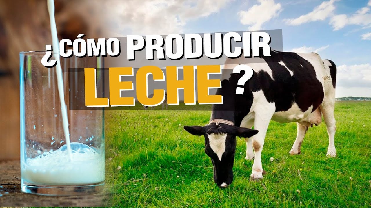 ¿Cómo PRODUCIR LECHE? Raza Girolando