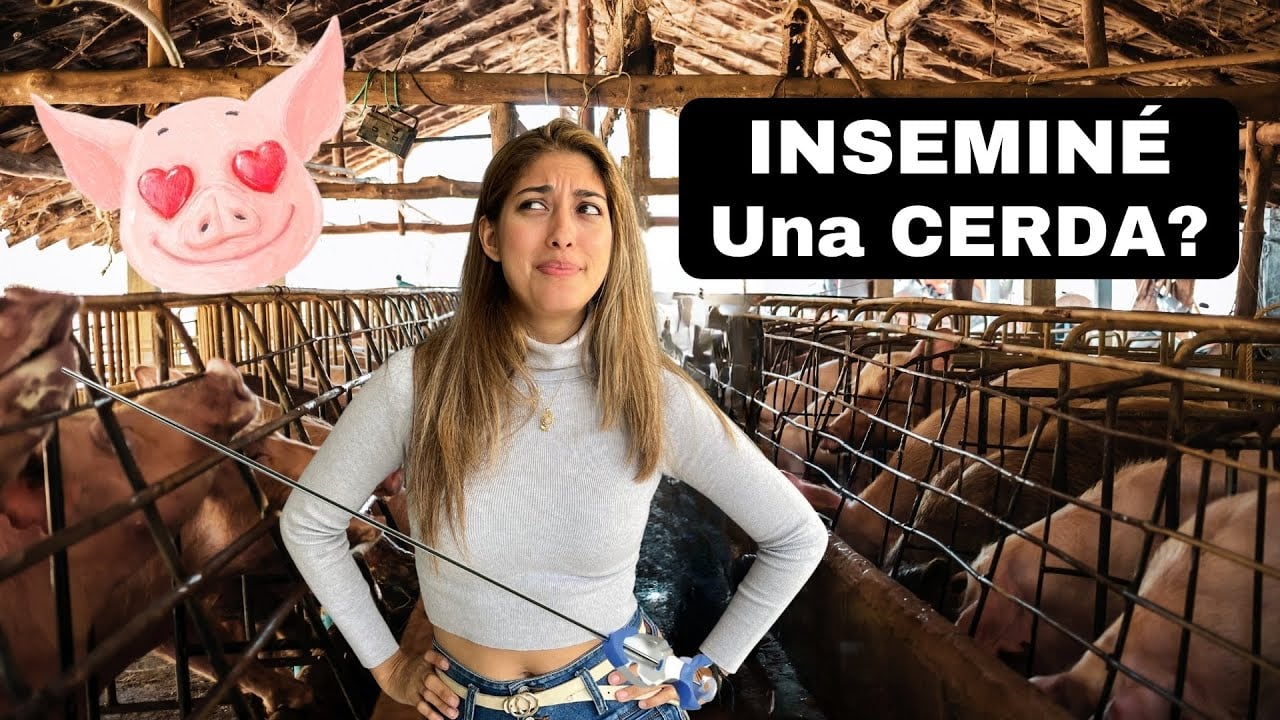 ¿Inseminar un cerdo de manera virtual? ¿Es posible?