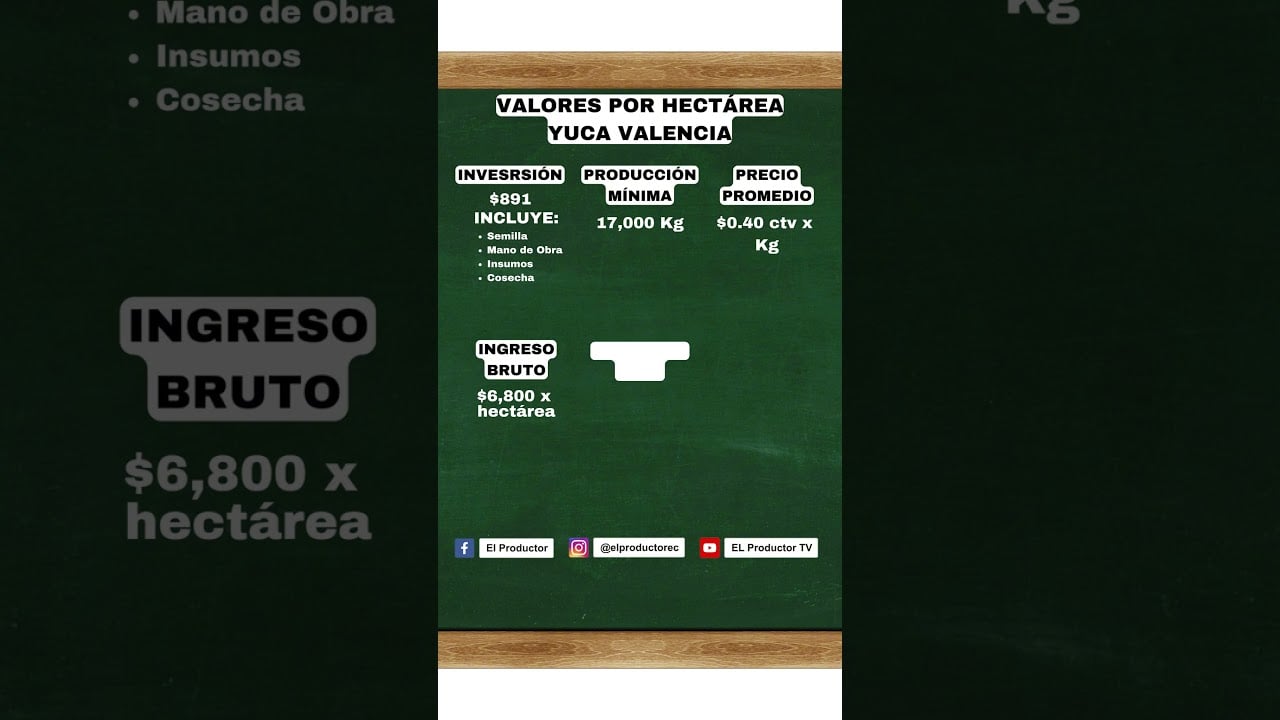 Gana $6000 cultivando Yuca #shorts #cultivodeyuca #inversiones…