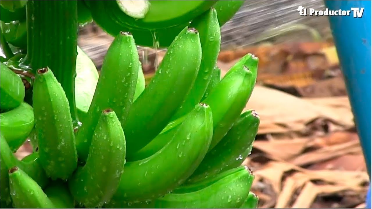 LA Nutrición en BANANO - TIPS Y CONSEJOS