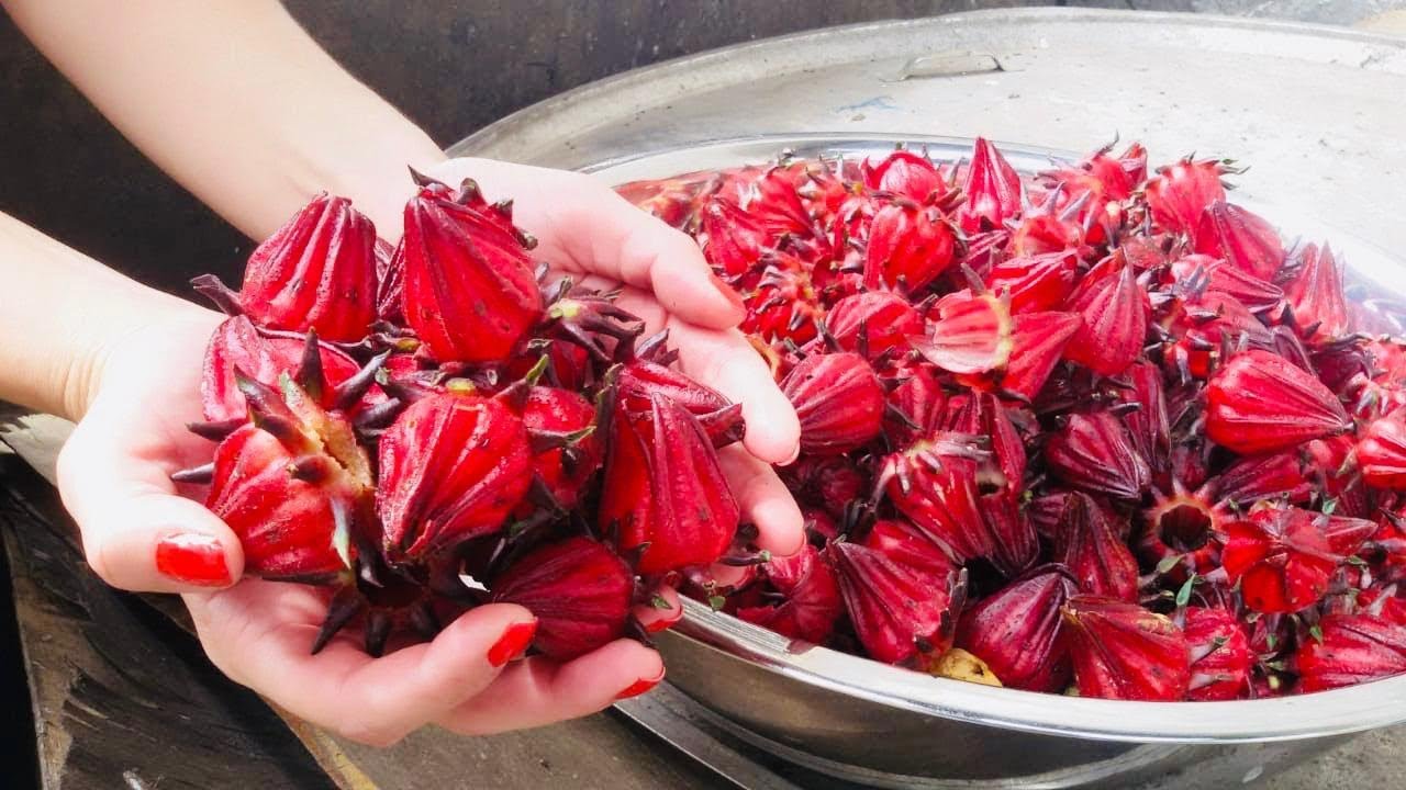 El Cultivo de JAMAICA | Flor y Té Beneficios
