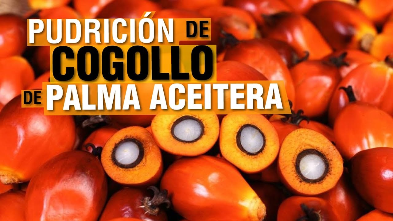 Enfermedades de la PALMA ACEITERA