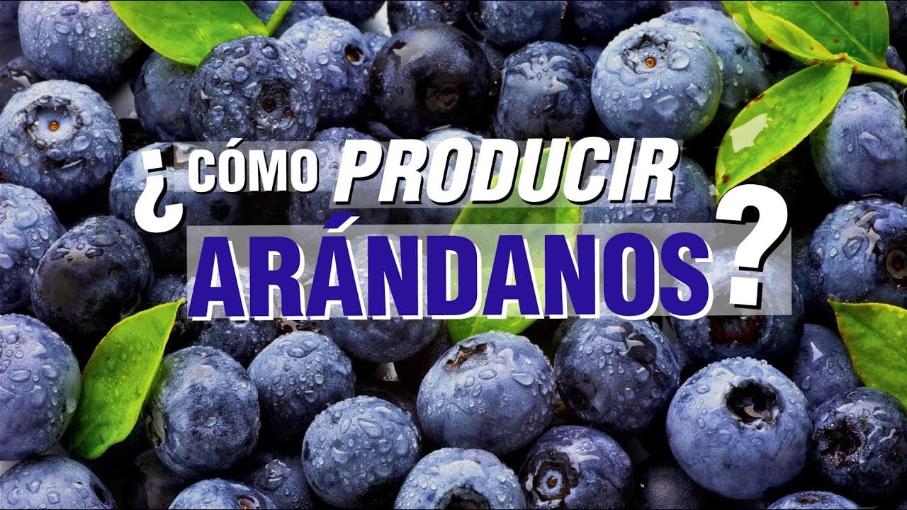 El Cultivo de ARÁNDANOS o BLUEBERRY