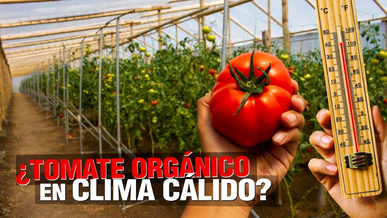 ¿ Cómo sembrar TOMATE ORGÁNICO en CLIMA CÁLIDO ?