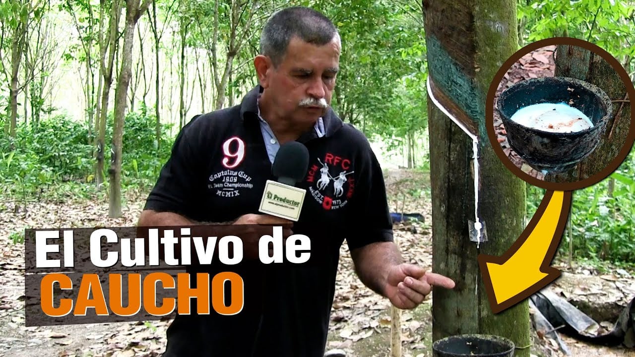 El Caucho para producir Llantas, Condones, Guantes, etc