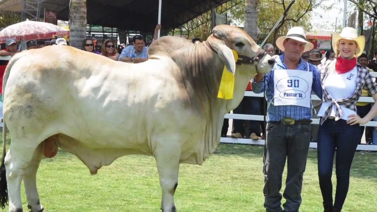 Asamblea Mundial Brahman 2013 Ecuador