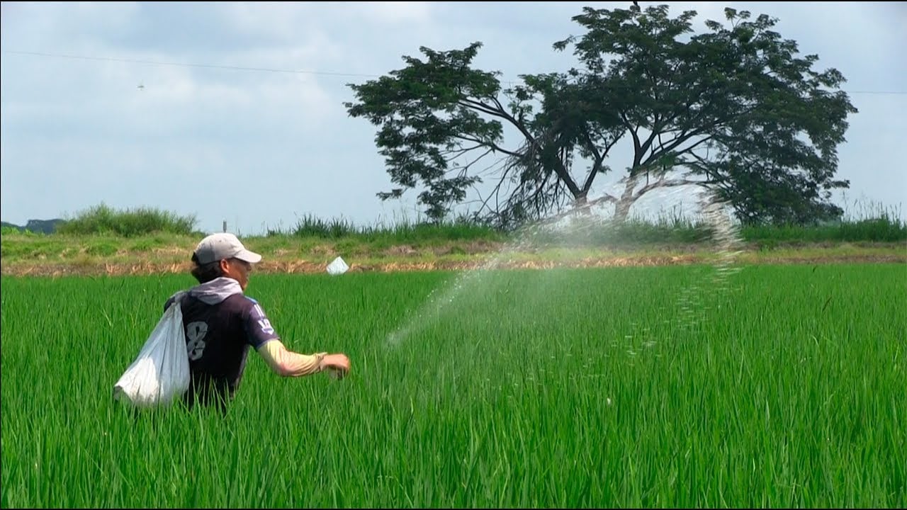 Tips en fertilización y ENFERMEDADES en Arroz