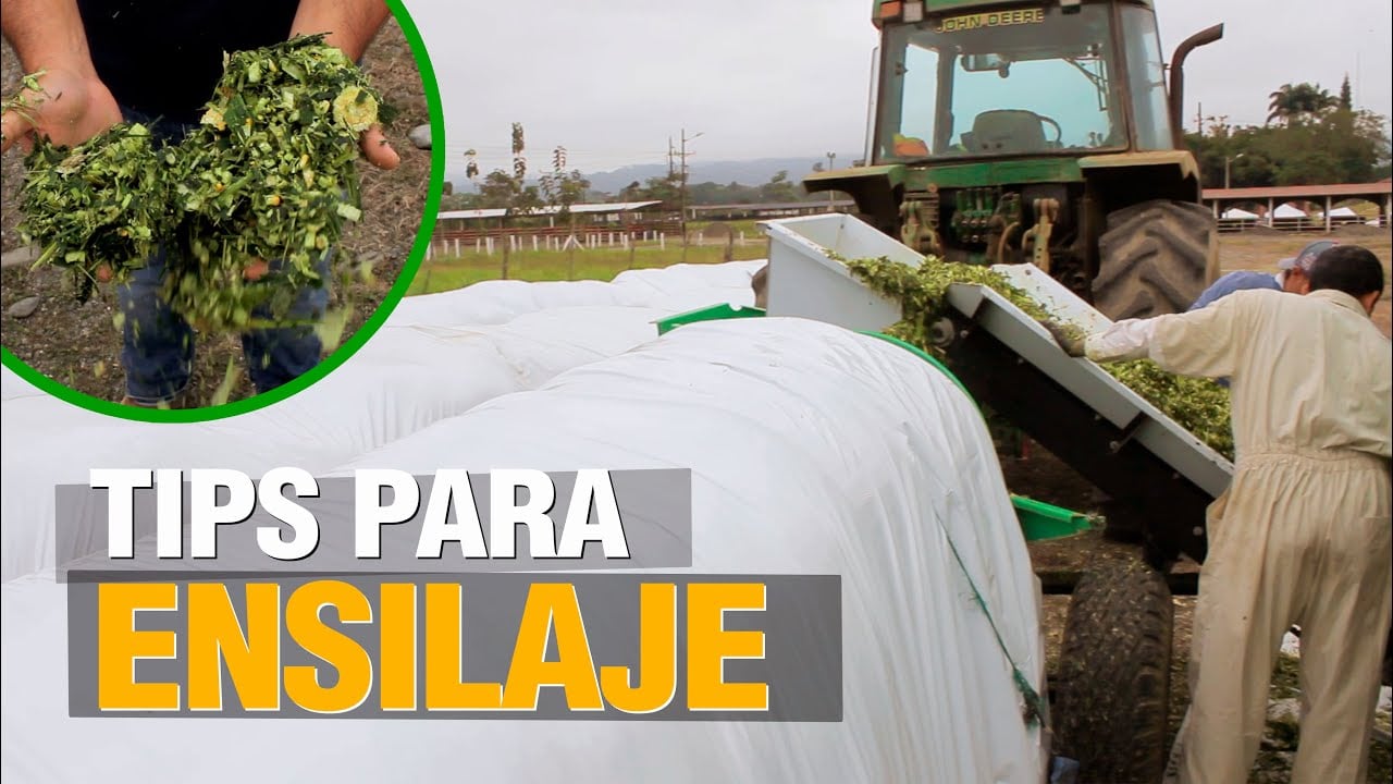 TIPS para un buen Ensilaje de Maíz