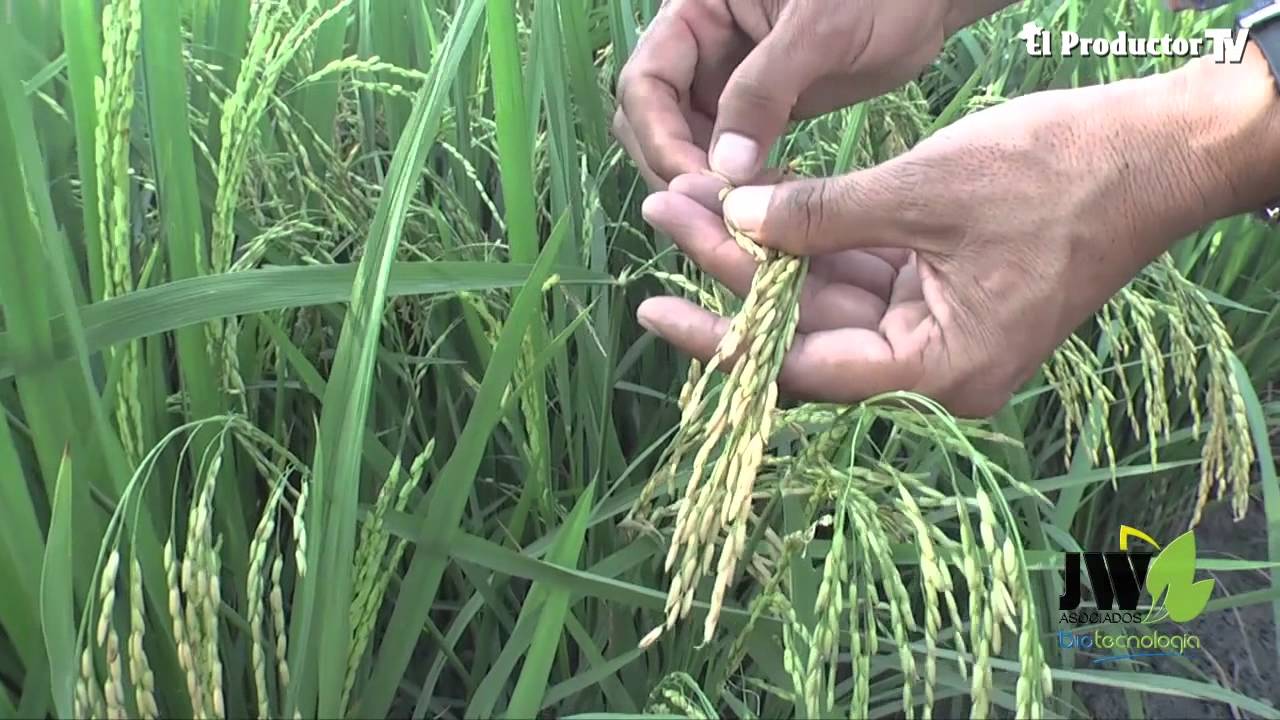 NUEVO MANEJO INTEGRADO DE PLAGAS Y ENFERMEDADES EN EL CULTIVO DE ARROZ
