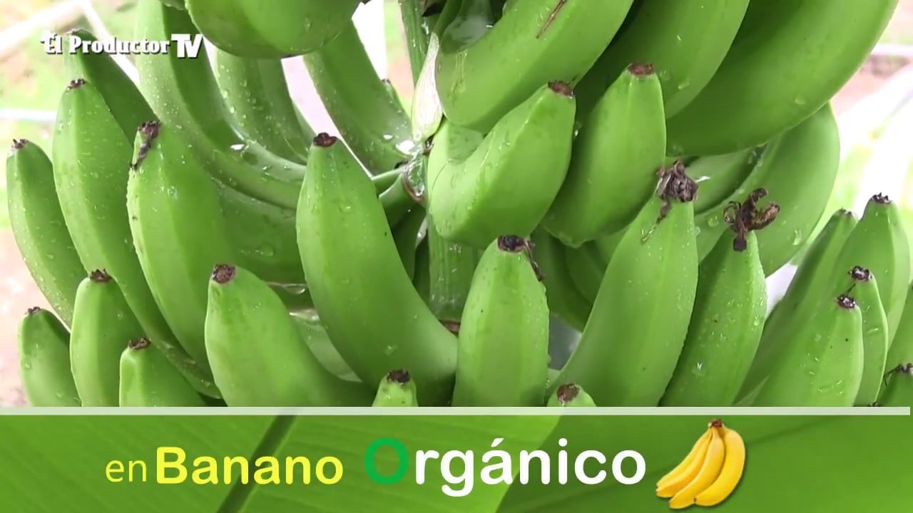¿Cómo producir banano ORGÁNICO?