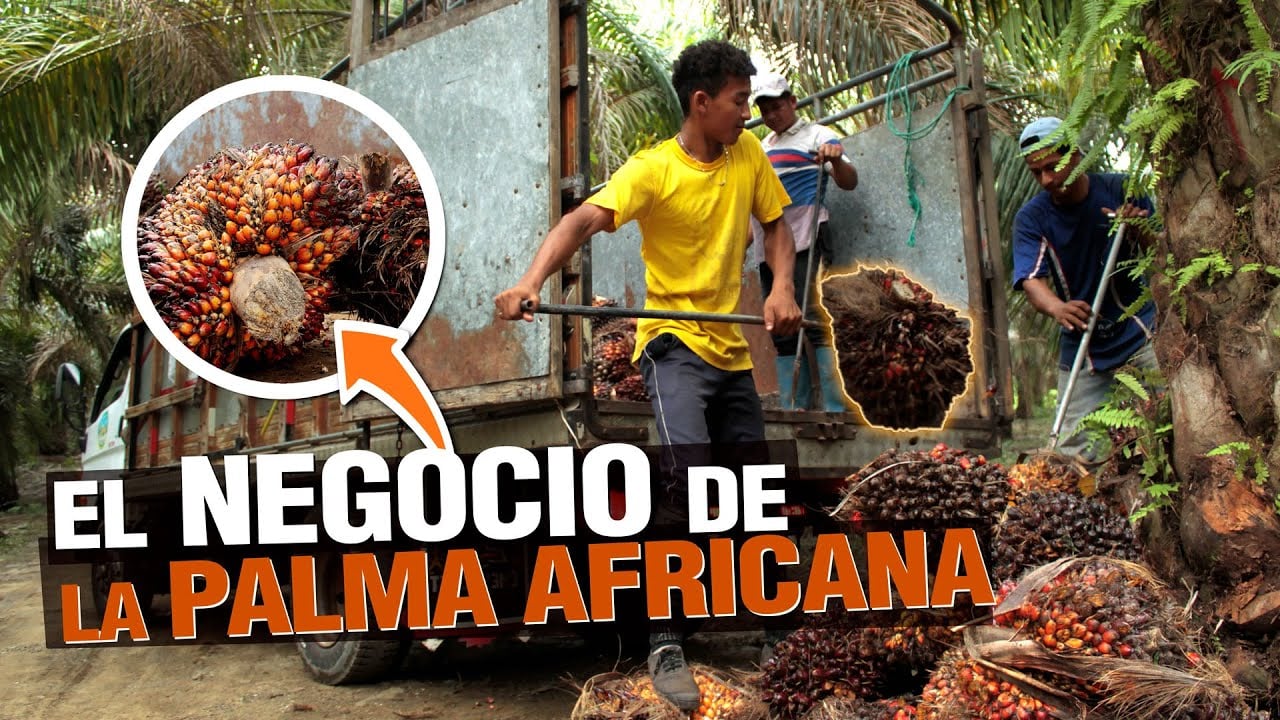 La Palma Aceitera o Palma Africana todo sobre el cultivo
