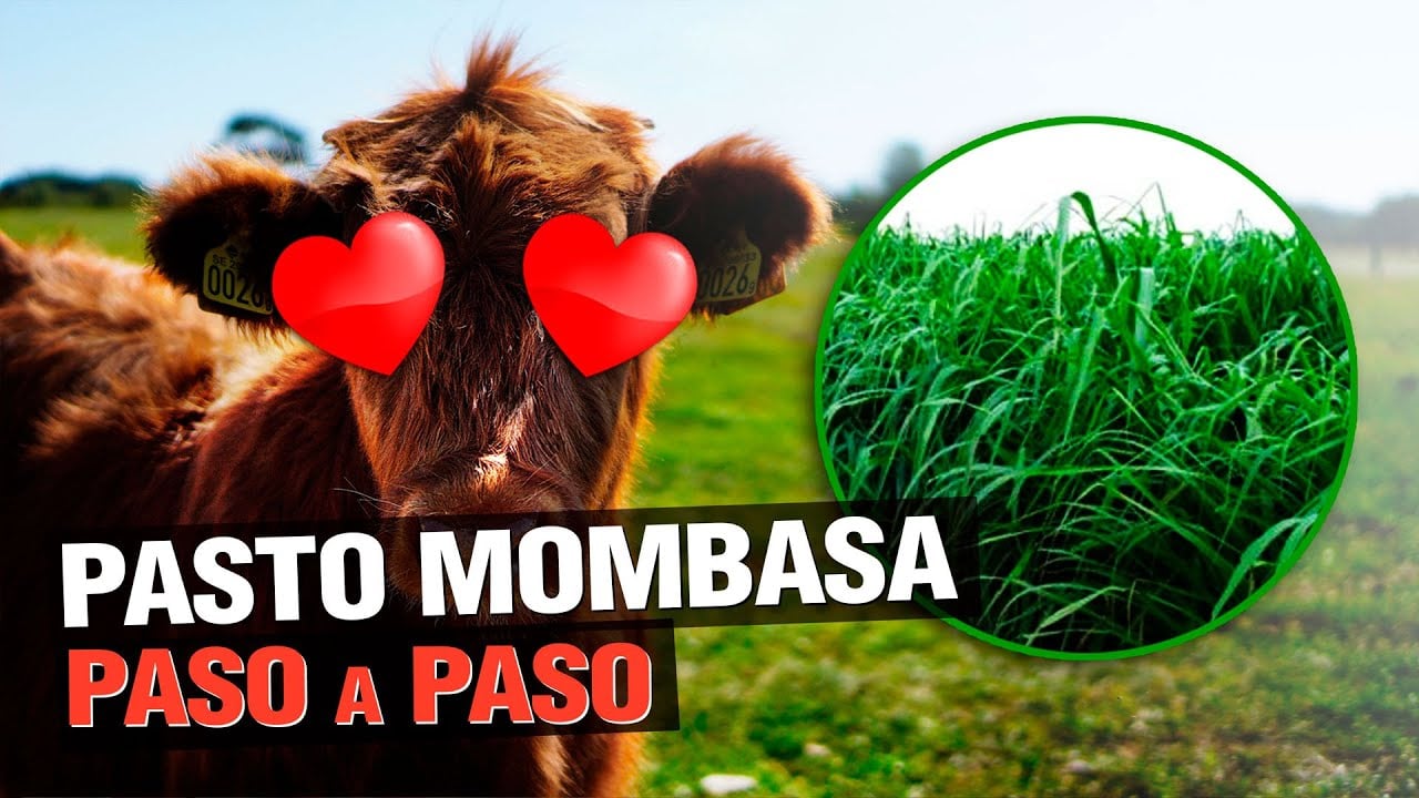 Pasto Mombasa (Panicum Maximum) - El ganado LO ADORA !