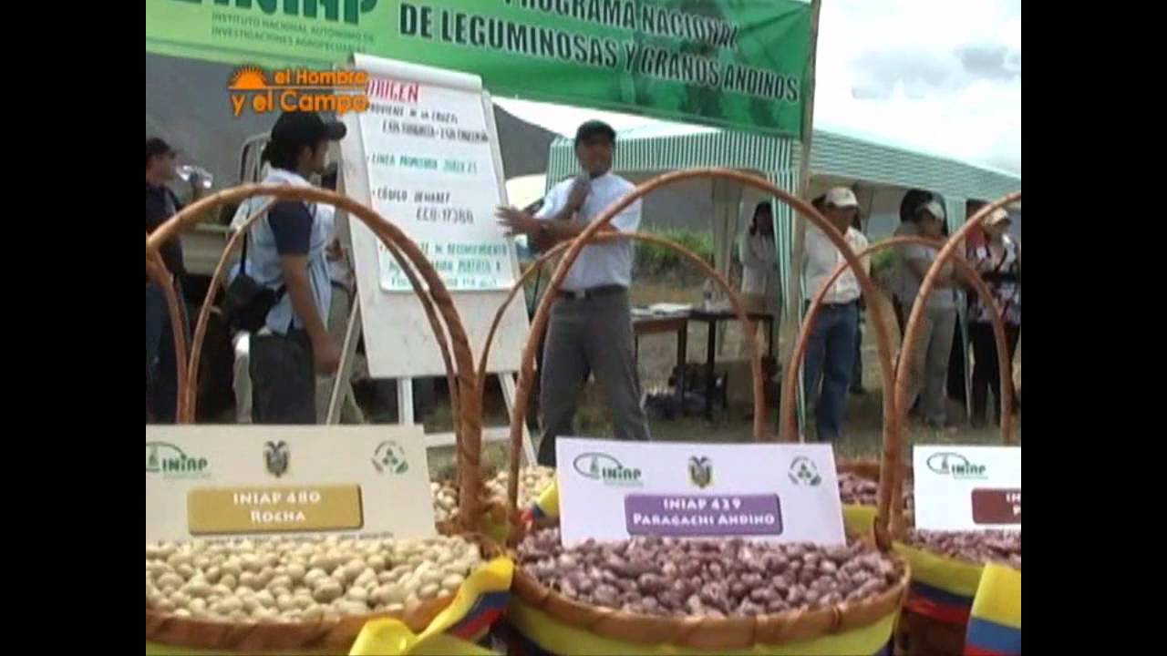Cultivo del fréjol en el Ecuador | Periódico ElProductor.com