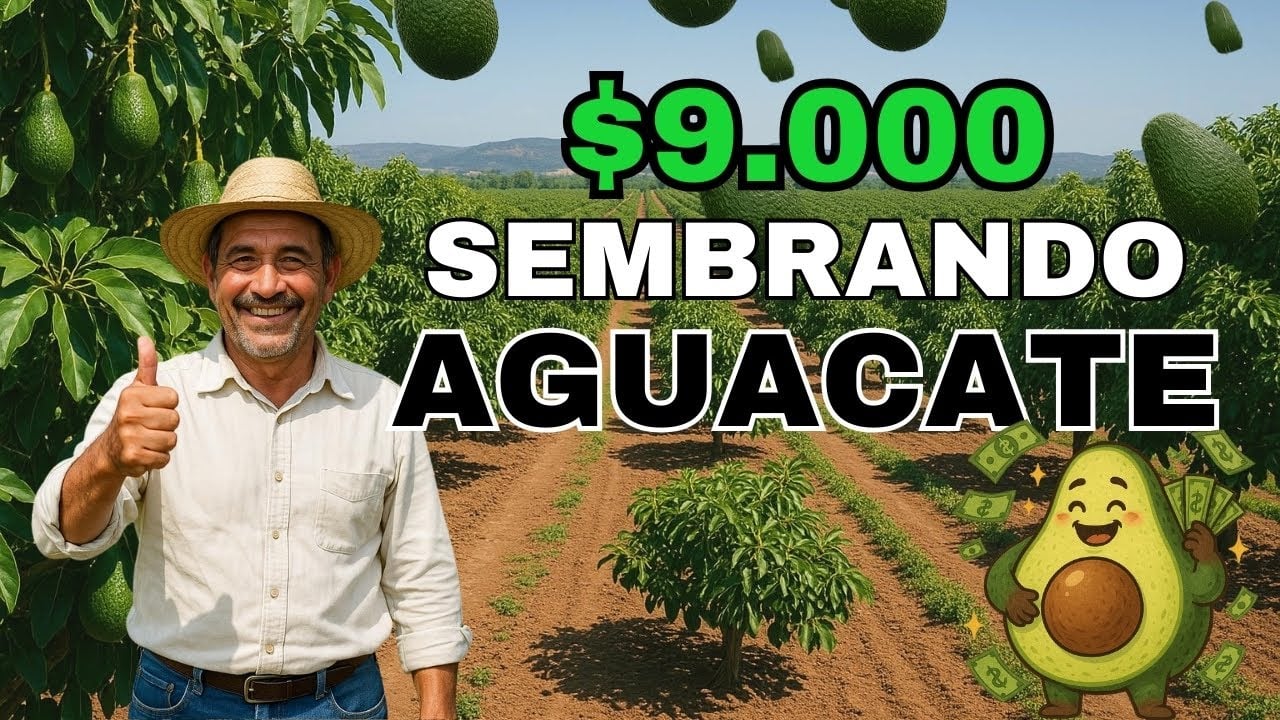 Cómo GANAR $9000 sembrando aguacate en Ecuador – Historia real