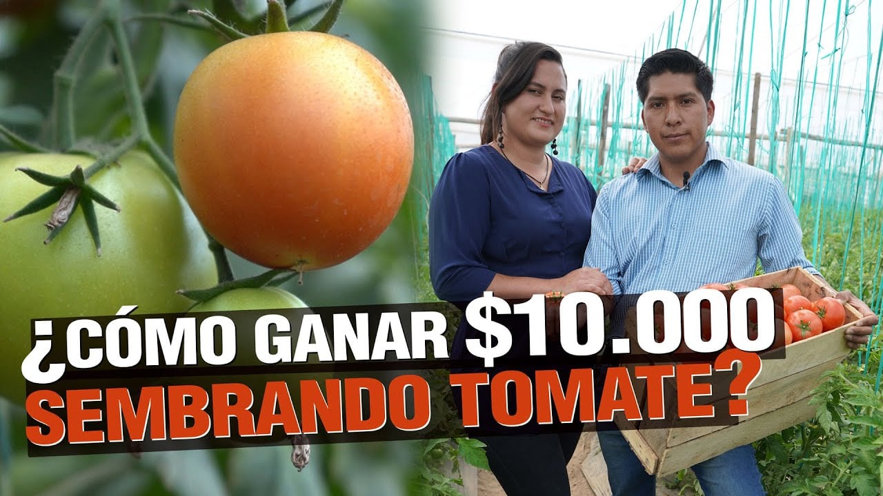 ¿Cómo GANAR $10.000 sembrando TOMATE? JITOMATE