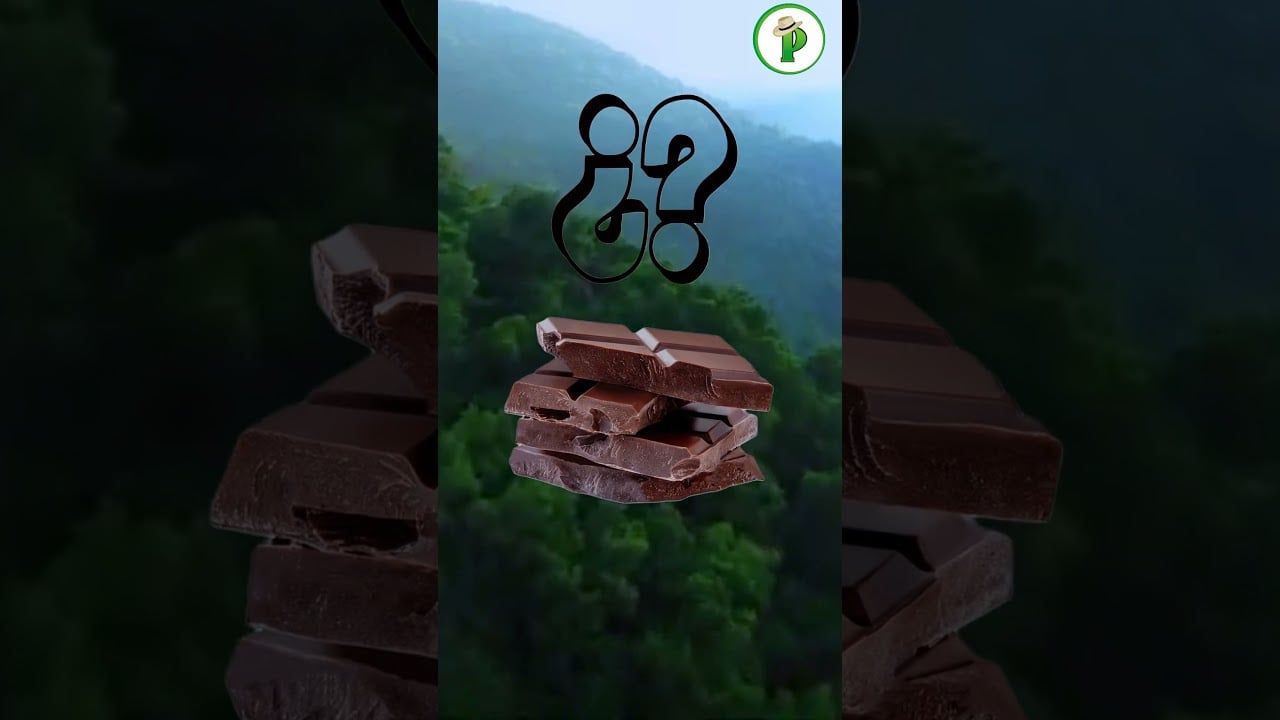 ¡El cacao ecuatoriano sigue subiendo y nos pone en el top mundial!